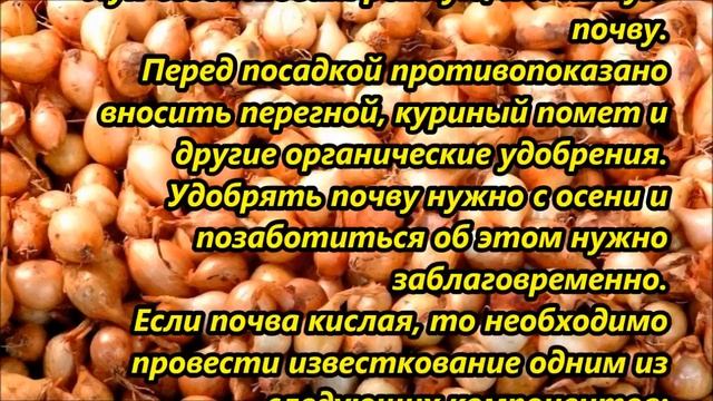 Бабушкин секрет посадки лука севка! смотреть онлайн