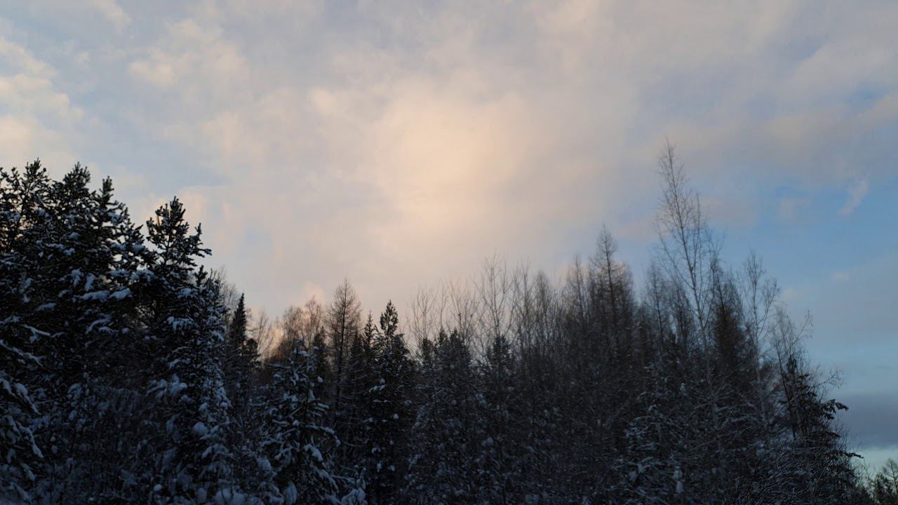 Winter forest timelapse смотреть онлайн