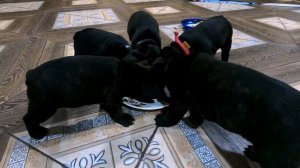 Кормление щенков Французского Бульдога в 1,5 месяца