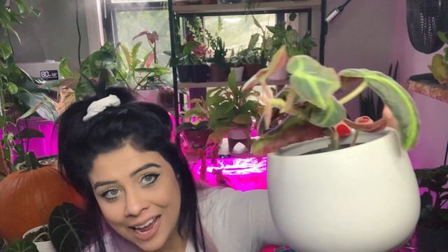 Dark foliage plants of October 🎃💀| The spooks of my collection 👻 смотреть онлайн