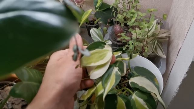 Большой обзор растений в моей комнате