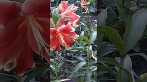 Лилия African Lady