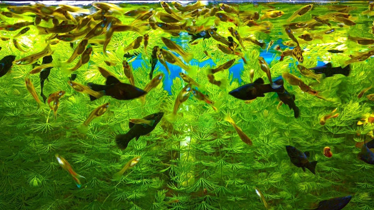 Красивые аквариумы 4К [Релакс с рыборазводни аквариумных рыбок] смотреть онлайн