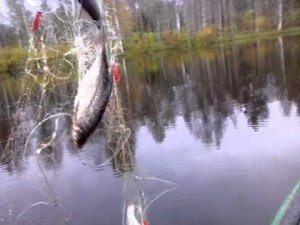 ловля на китайскую снасть с сеткой.