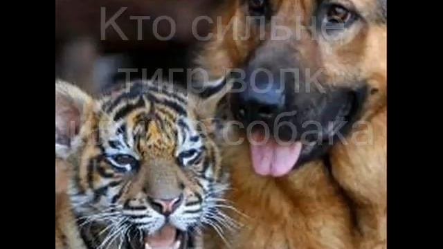 Кто победит тигр ,собака или волк смотреть онлайн