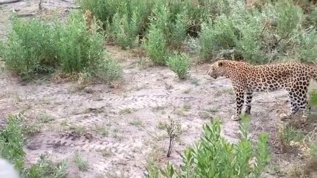ХРАБРЫЙ МАЛЫШ НАПАДАЕТ НА ЛЕОПАРДА смотреть онлайн