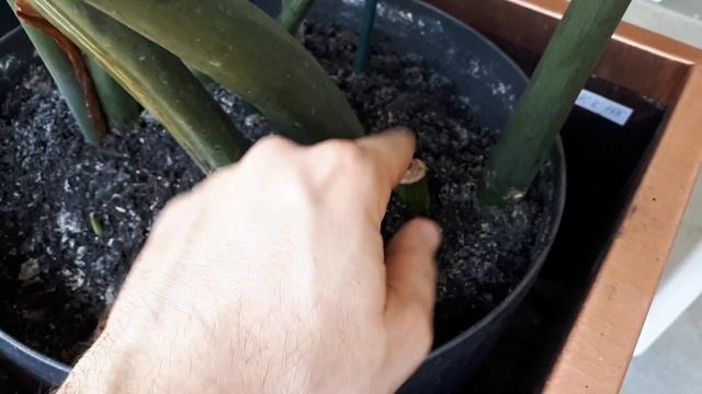 Реанимируйте замиокулькас ПРАВИЛЬНО! Чем и как полить замиокулькас, чтобы стимулировать рост смотреть онлайн