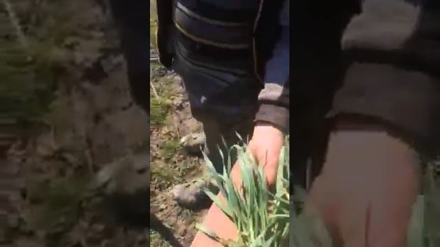 Агроном - профессия творческая