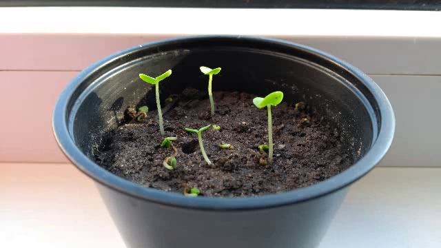 Правила ранних посевов. (Садовод Андрей Туманов) смотреть онлайн