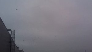 Огромная стая ворон в небе