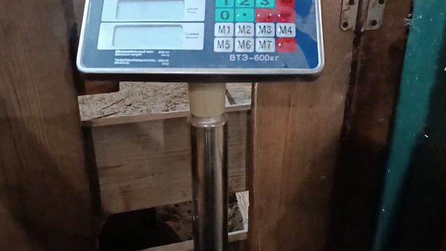 Дорпер. Первый окот. Взвешивание. смотреть онлайн
