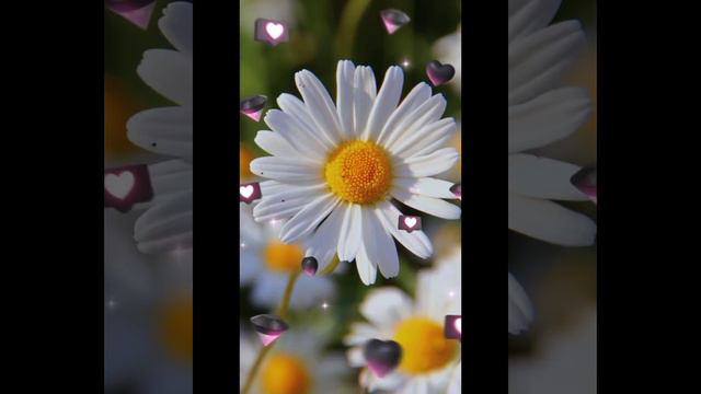песня из ромашек белоснежных я сплету себе винок🌸 смотреть онлайн