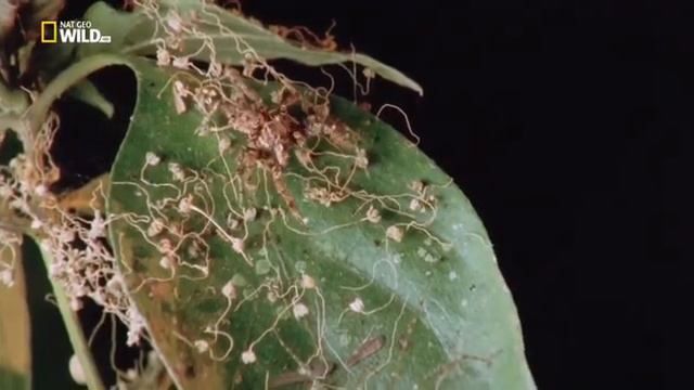 Мир дикой природы. Джунгли Азии. смотреть онлайн