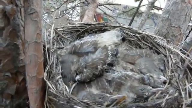 Гнездо дрозда рябинника с птенцами. смотреть онлайн