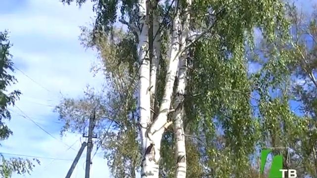 2017 09 20 Кронирование деревьев на улице Суворова смотреть онлайн