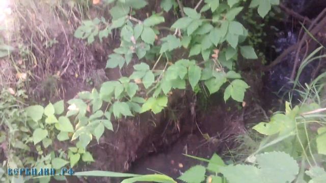 Вербилки: Слив нечистот в Дубну со стороны Гелиопарка смотреть онлайн