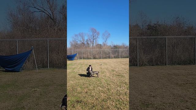 Allium JPAWS A50625677 смотреть онлайн