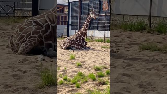 27 мая Санкт-Петербургу исполнится 320 лет! смотреть онлайн