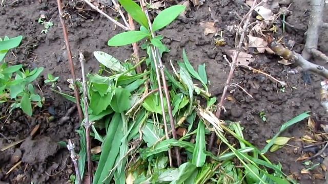 Размножение жимолости одревесневшими черенками/Honeysuckle propagation by lignified cuttings смотреть онлайн