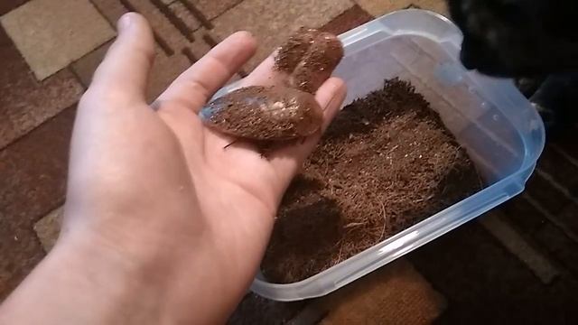 Archimandrita tesselata - обзор гигиантского лесного таракана смотреть онлайн