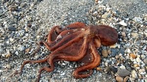 Турция рыбалка с берега. Как поймать осьминога на удочку.