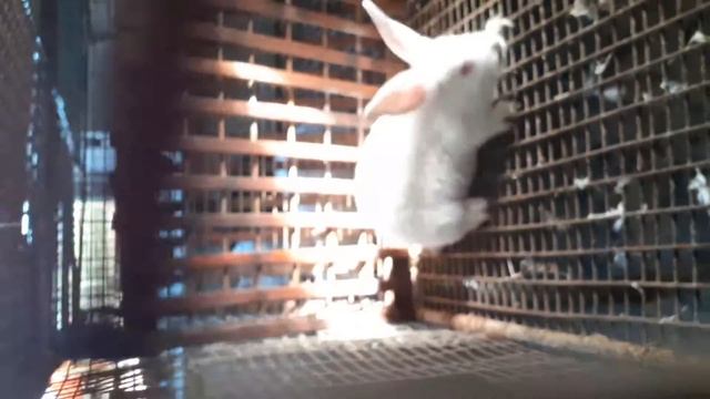 Делаем уколы кроликам. смотреть онлайн