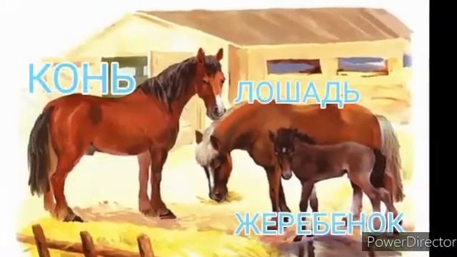 Тема недели:"Домашние животные". Наглядный материал для занятий с детьми. смотреть онлайн