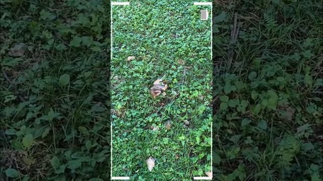 The Best of Monkey Videos - A Funny Eating Monkeys Compilation Ep210 смотреть онлайн