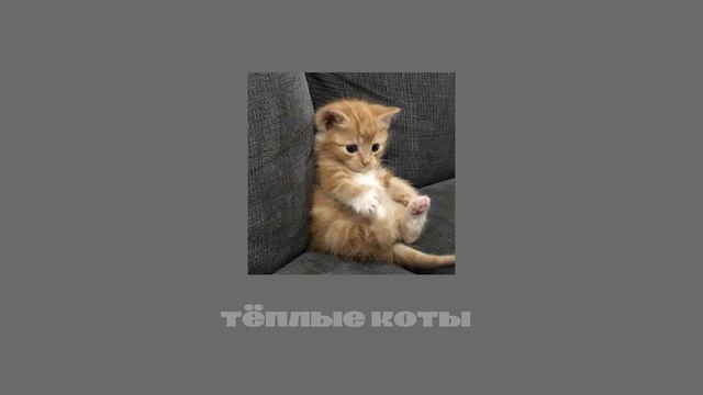 Fleur - тёплые коты