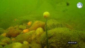 Ловля карпа на бойлы с пастой. Подводная съёмка, Часть 1