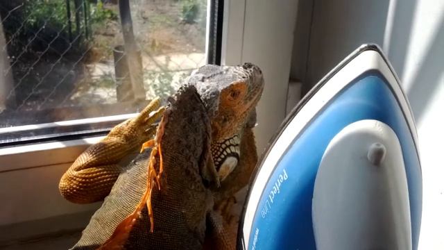 iguana and an iron: странная парочка! смотреть онлайн