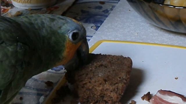 попугай венесуэльский амазон Гриша и хлеб смотреть онлайн