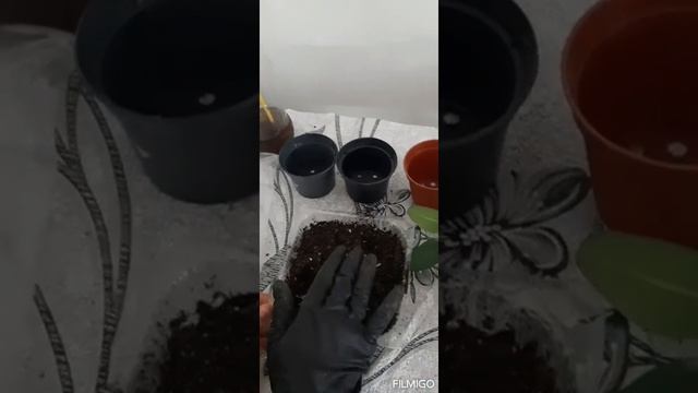 #молочаймиля Молочай гулини каламчалар оркали купайтириш смотреть онлайн