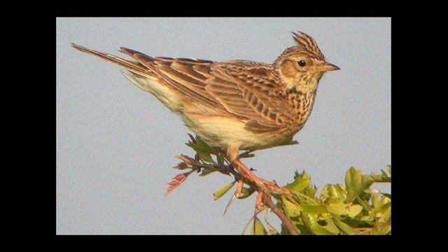 Хохлатый жаворонок смотреть онлайн