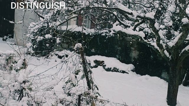 Snowfall  Music Falling Snow In Switzerland # And The Most Beautiful Animals