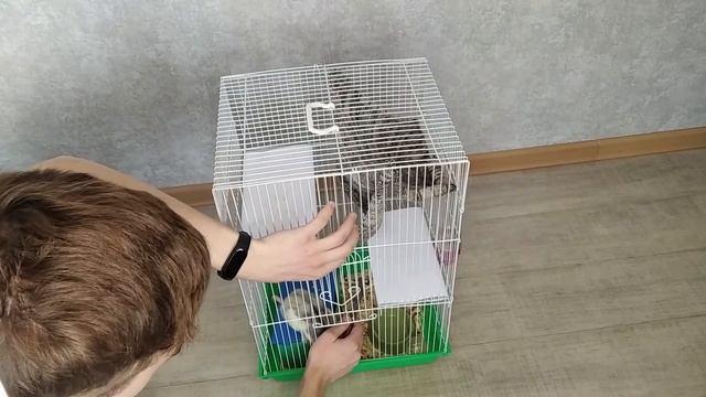 Как ухаживать за крысой. Личный опыт. смотреть онлайн