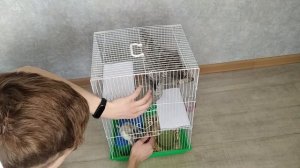 Как ухаживать за крысой. Личный опыт.