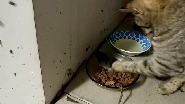 Кот притащил мышь - Прошаренный кот)))) смотреть онлайн