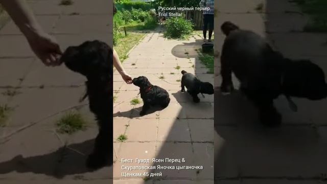 Первая дрессировка, 45 дней, щенки рчт