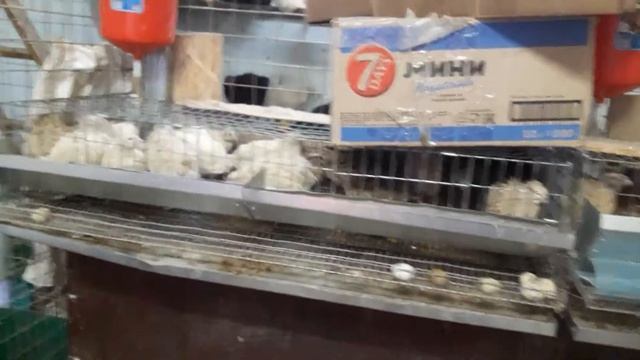 ???МОИ МОЛОДЫЕ МЕШЕННЫЕ ПОРОДЫ ПЕРЕПЕЛОК??? смотреть онлайн