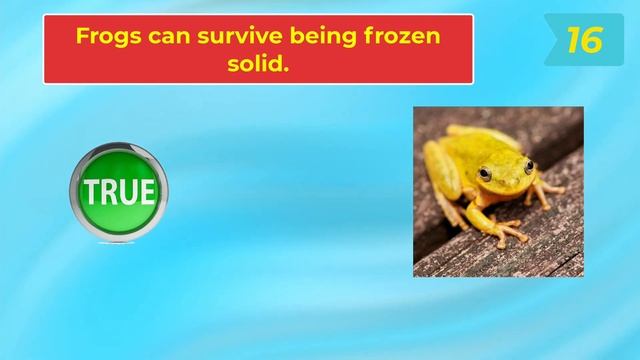 True or False Animal Quiz Challenge | Guess animal facts! Yes or No? смотреть онлайн