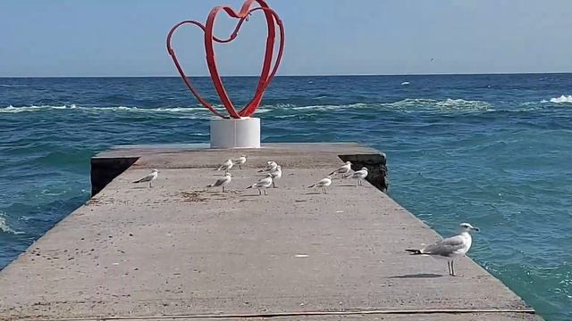 Одесса, море,пляж, холодный сильный ветер.Но есть надежда,что к полудню потеплеет. 18 сентября 2022 смотреть онлайн