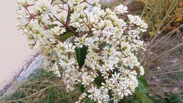 Гептакодиум / Heptacodium  октябрь
