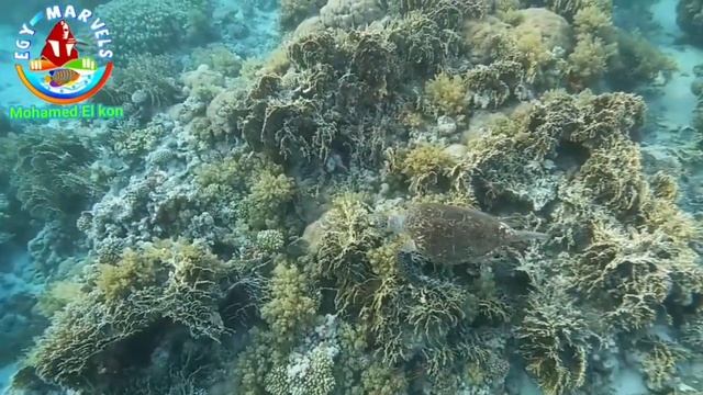 черепаха красном море смотреть онлайн