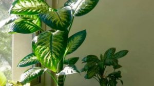 Диффенбахия: почему нельзя держать цветок дома, польза или вред