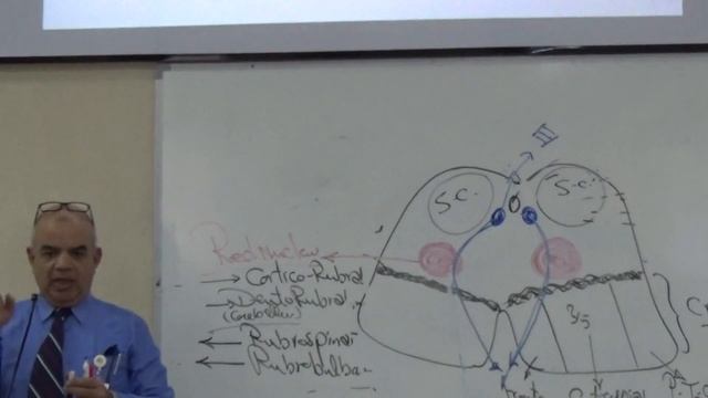 Neuroanatomy 12th lec (Dr.gamal) смотреть онлайн