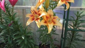 Лилии в горшках. Плюсы и минусы такого выращивания. Уход за лилиями после цветения