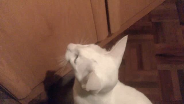 Dexter The Siamese Foreign White Cat Talking