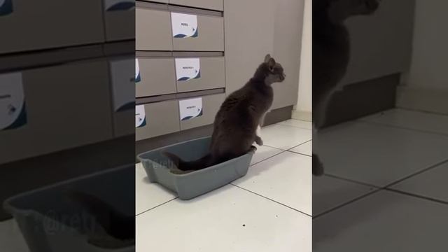 РасЧебурашим