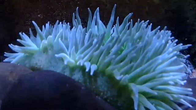 Giant Green Anemone Facts: GIANT And GREEN | Animal Fact Files